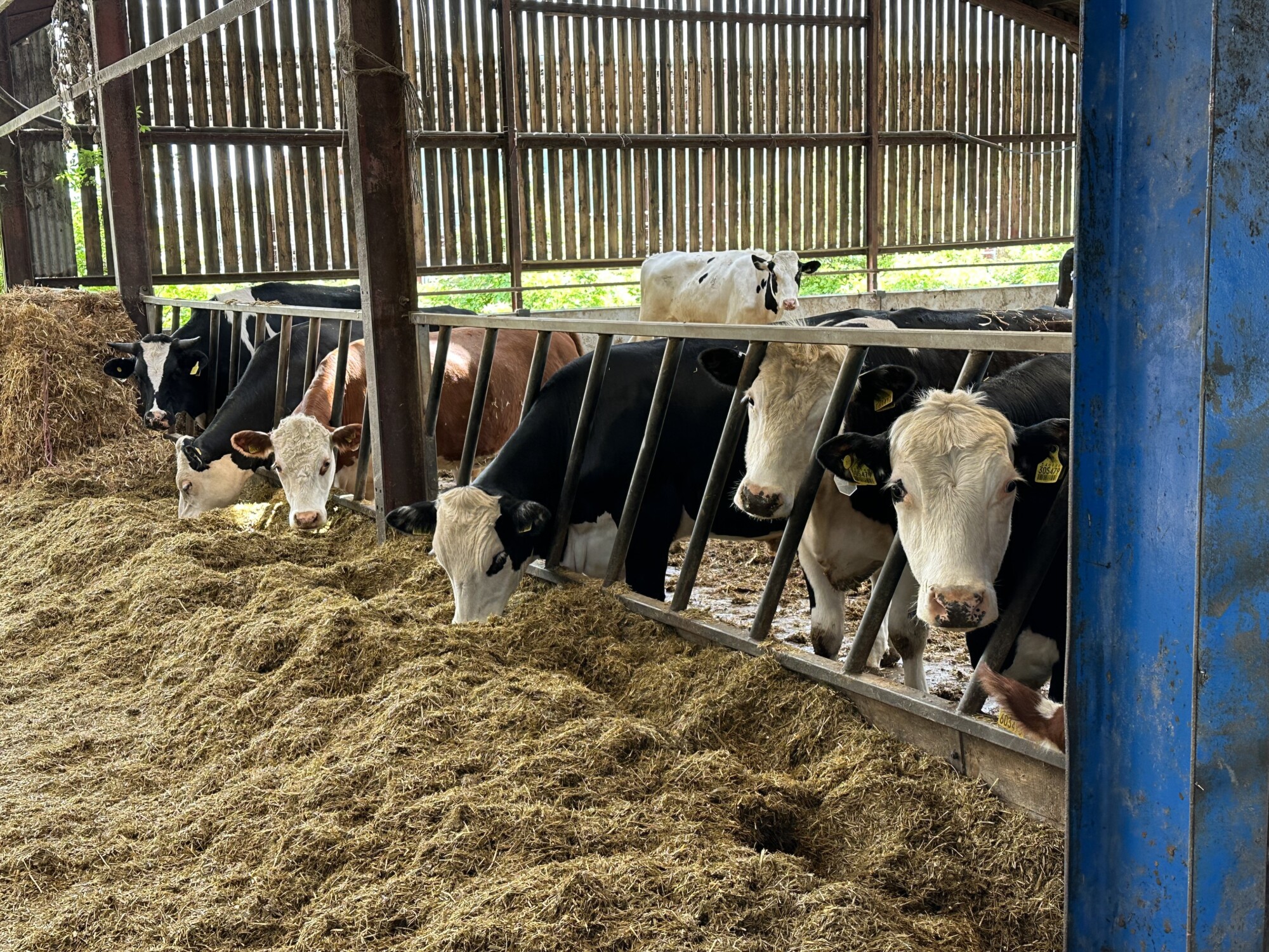 Happy Cows, Happy Farm - Rural Asset Finance